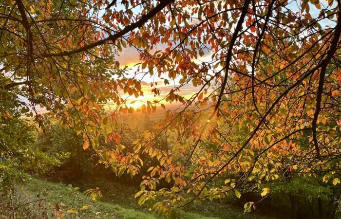 Bäume im Herbst mit Sonne