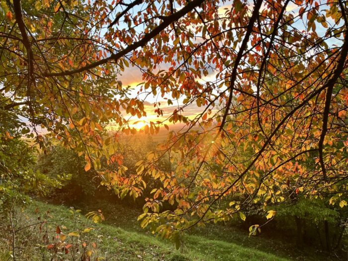 Bäume im Herbst mit Sonne